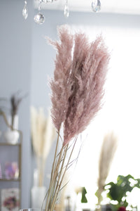 Blush Pampas Grass Bunch 1 stem in Vancouver and Red Deer studio