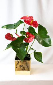 Red Anthurium in Gold Planter in Vancouver Studio House of Fiori
