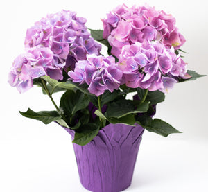 Potted Hydrangea Purple