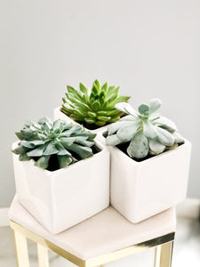 Trio of Potted Succulents | Vancouver & Red Deer Florist | House of Fiori