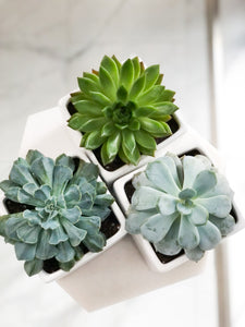 Trio of Potted Succulents | Vancouver & Red Deer Florist | House of Fiori