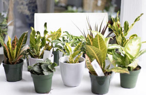 Tropical Plants in Red Deer Studio House of Fiori